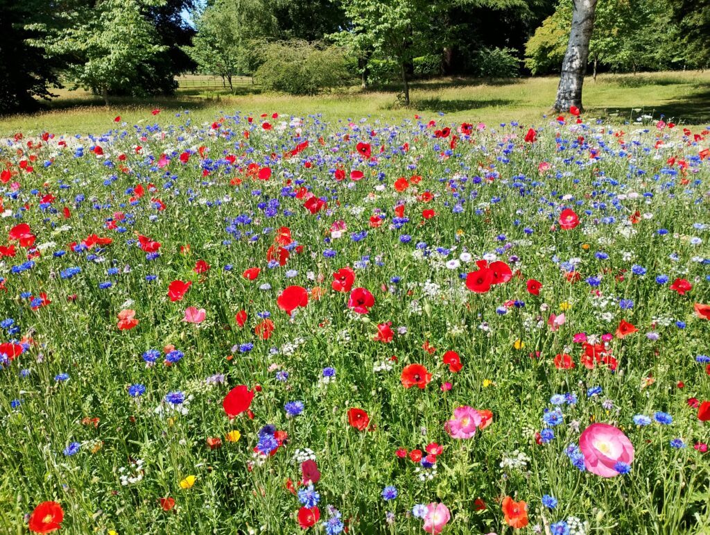A wildflower meadow in full bloom